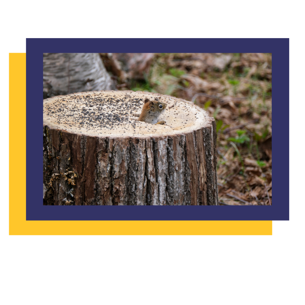 squirrel sticking head out of tree stump that needs to be grinded