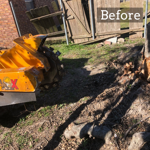 Stump Grinding Picture in Lake Charles, LA Before Stump Removal